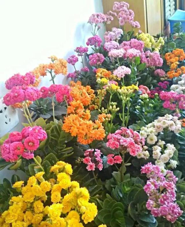 君子兰|家里4种药片,过期不要扔,都是养花宝贝,比花肥好用10倍