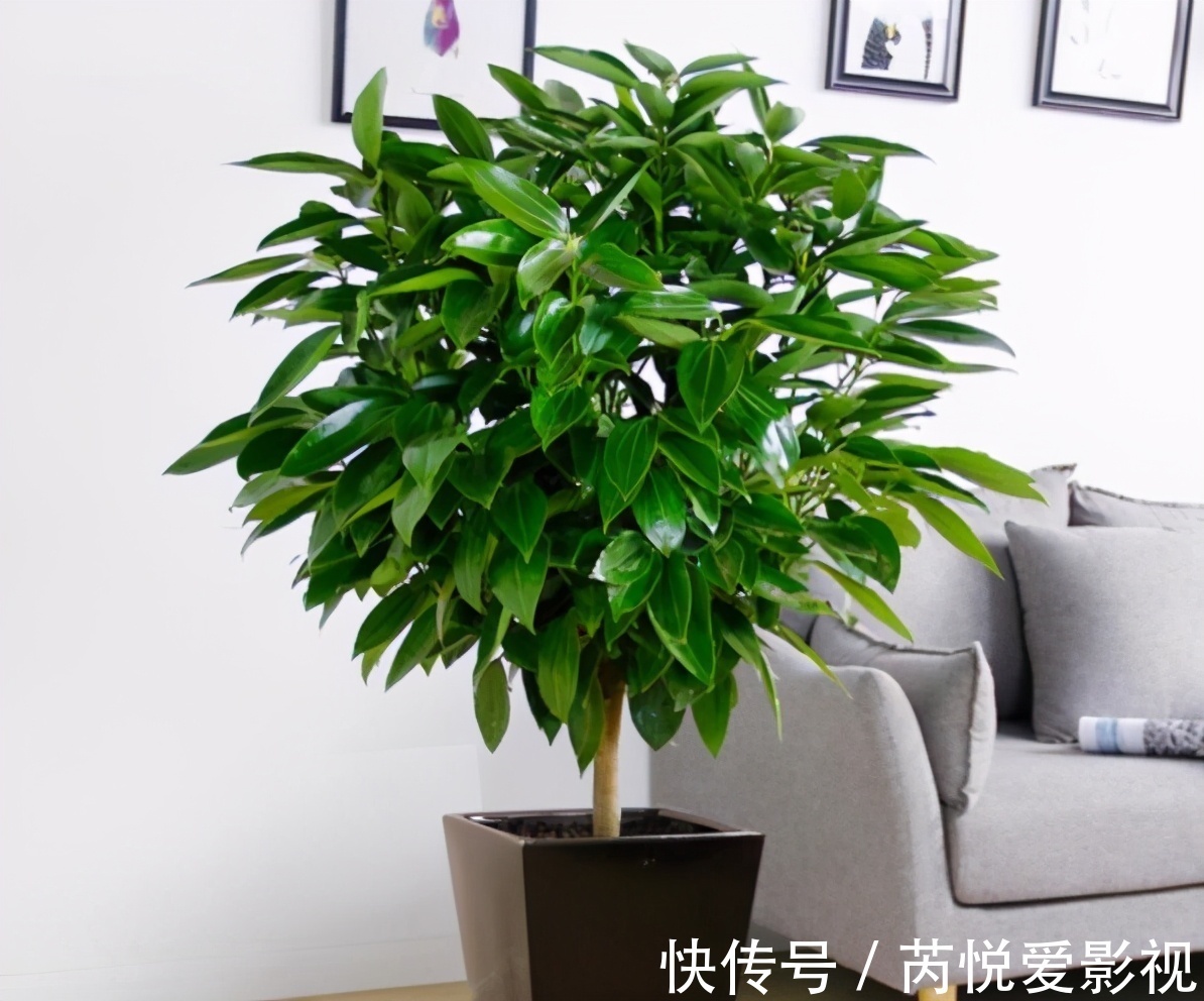 麒麟掌|建议爱花人:客厅养些“丑绿植”,好看是次要的,关键是寓意好