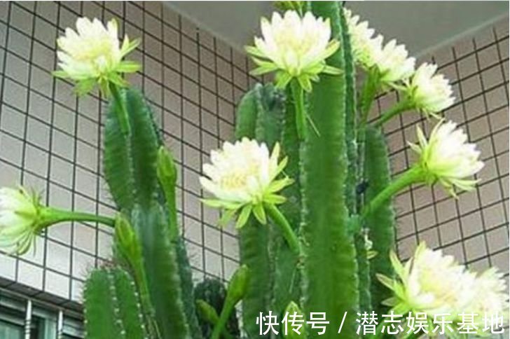 龙骨|3种花养家里，人养花、花也养人，吉祥富贵，红红火火好运来