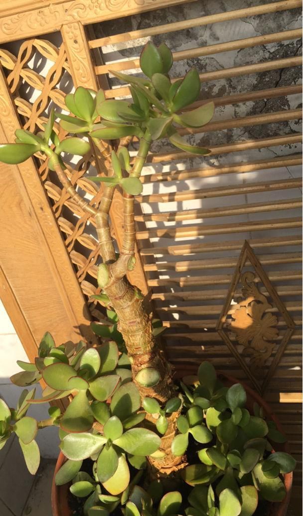 这花就得趁现在,剪完施肥,根长得手指粗