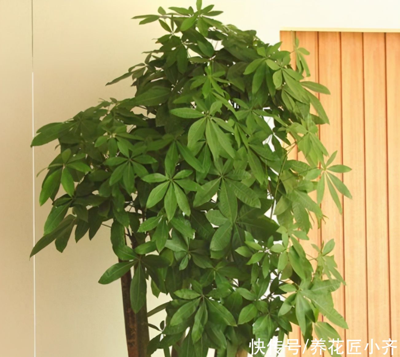 年前买养不活的3种花,现在买正合适,掌握换盆技巧,好养又省钱