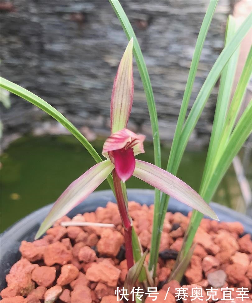 兰花|这三款“红色”兰花,香味扑鼻,姿态优雅,曾是兰花界的“传说”