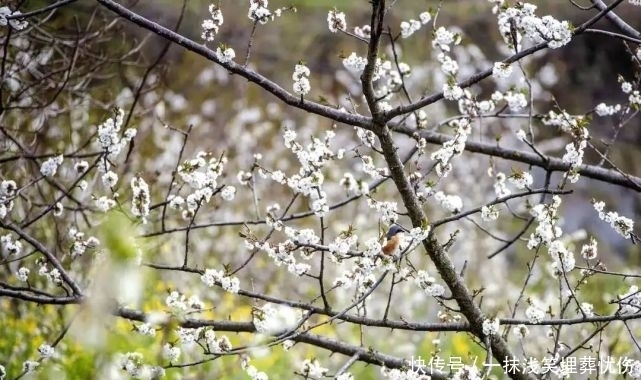 甜樱桃花开十里，云朵上花季来啦！|汶川100景 | a5313