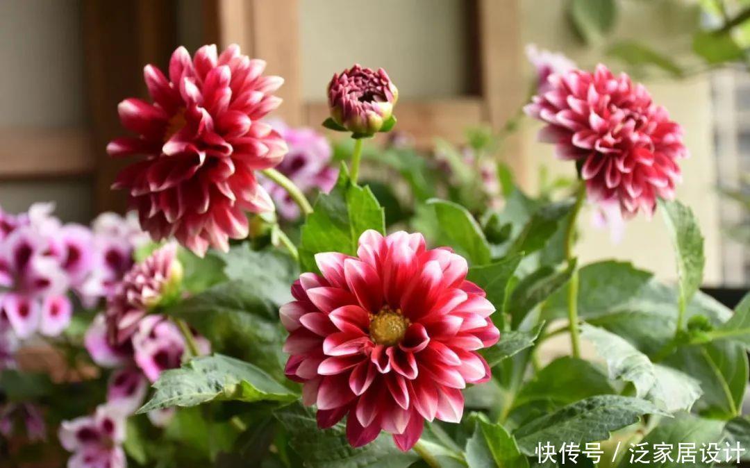 养花技巧:冬天最娇气的9种花,不要随便买,养不活浪费钱