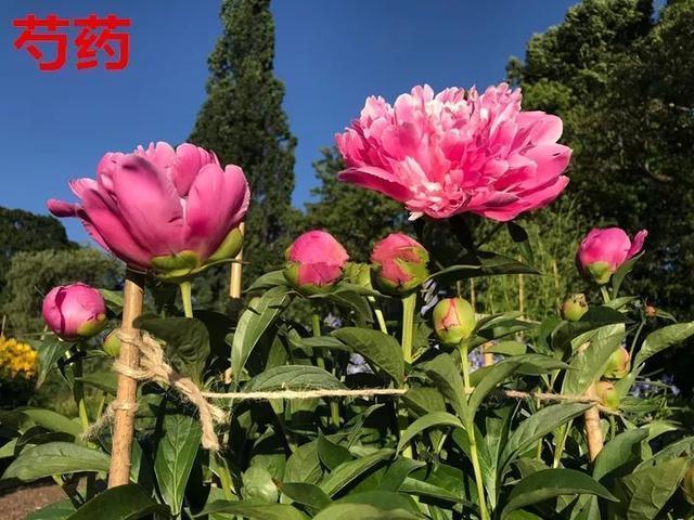 喜欢牡丹花,却一不小心买到芍药!附牡丹花品种图鉴大全