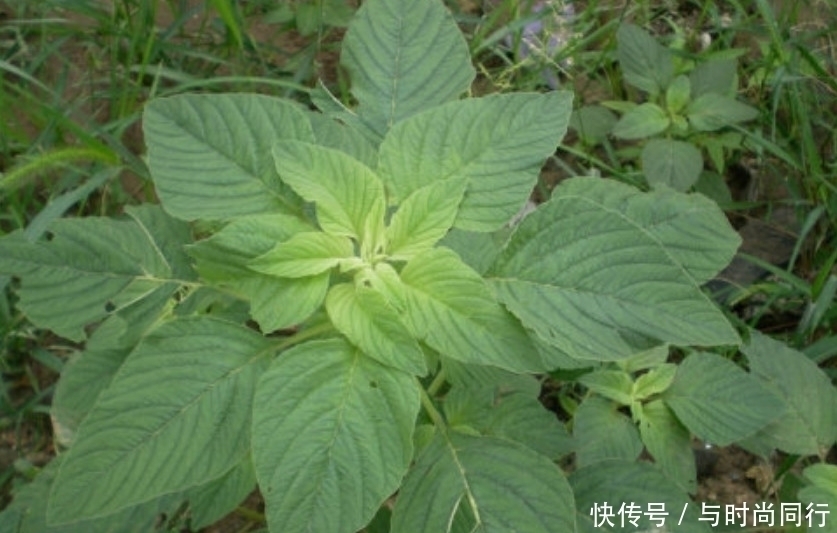这种野菜没有什么人食用,很少有人种植,大家都以为它是一种杂草