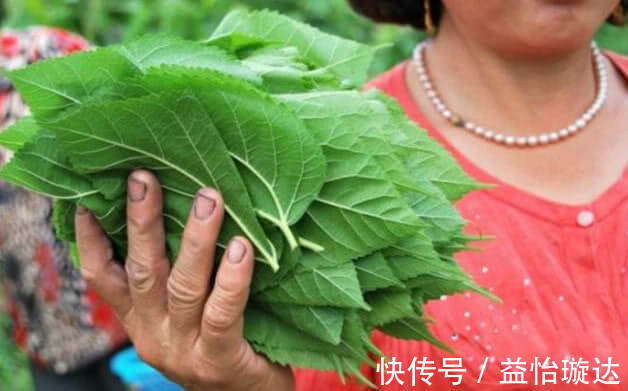 泡水|每天用“桑叶”泡水喝,不出一个月,3件好事可能会不请自来