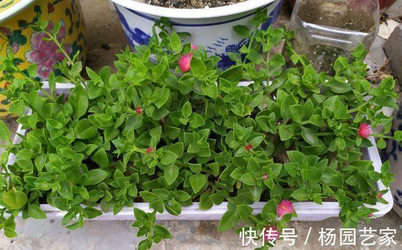 太阳花|天凉后,建议扦插4种花,“生根”后稍加养护就开花