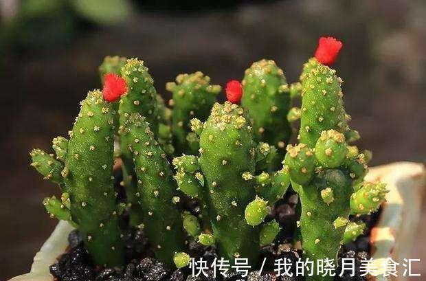 养花试试这几款,放在室内可以增强蒸腾作用,增加空气湿度