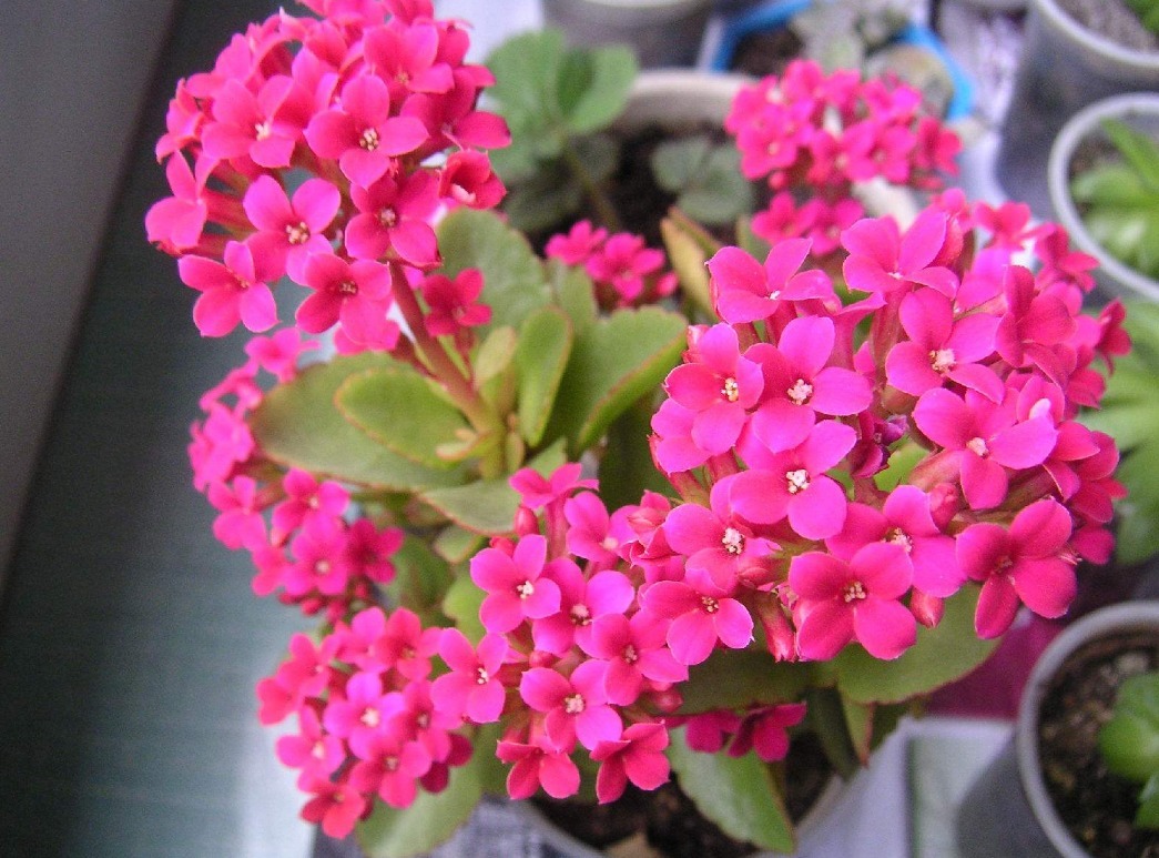 长寿花不长苞,改正这“3点”,开花次次爆盆,变成“大花球”