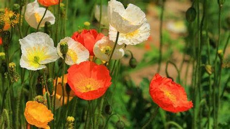 花海|养花试试这几款，阳台养几盆，开成花海，极为漂亮