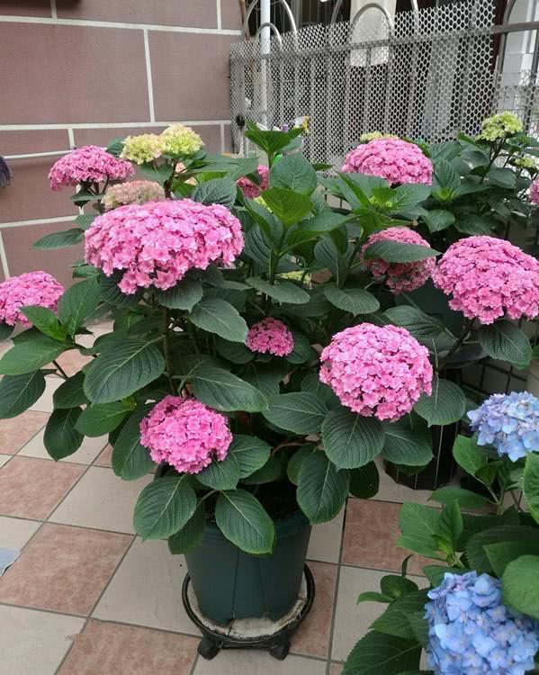 繁殖|4种花,摘一个枝条插盆里,很快就长叶长根,当年就开花