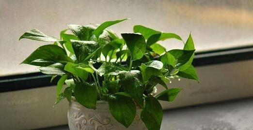 叶片|客厅摆什么盆栽植物好?选择这些准没错!既好看又好养,还能旺财