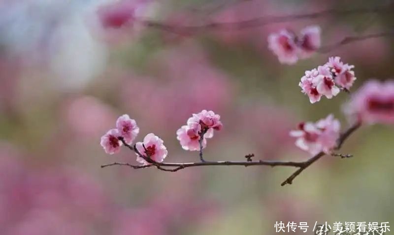 一条街|春城春意浓，西山区赏花正当时