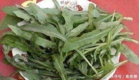 杂草|这种野草皇帝都吃过,若见到不要再当普通杂草,它的作用可大了