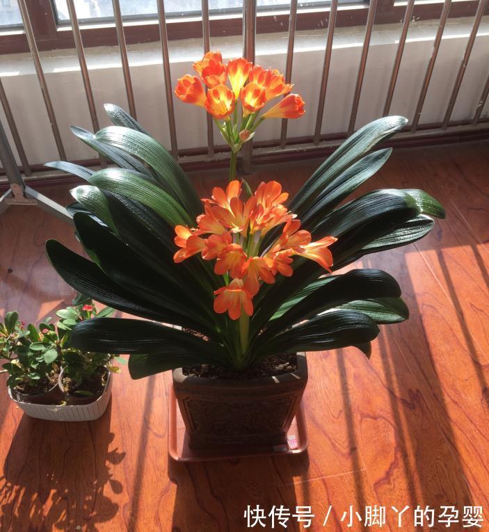 冬天养君子兰,熟记这4点要求,叶子又厚又绿,花箭拔得多
