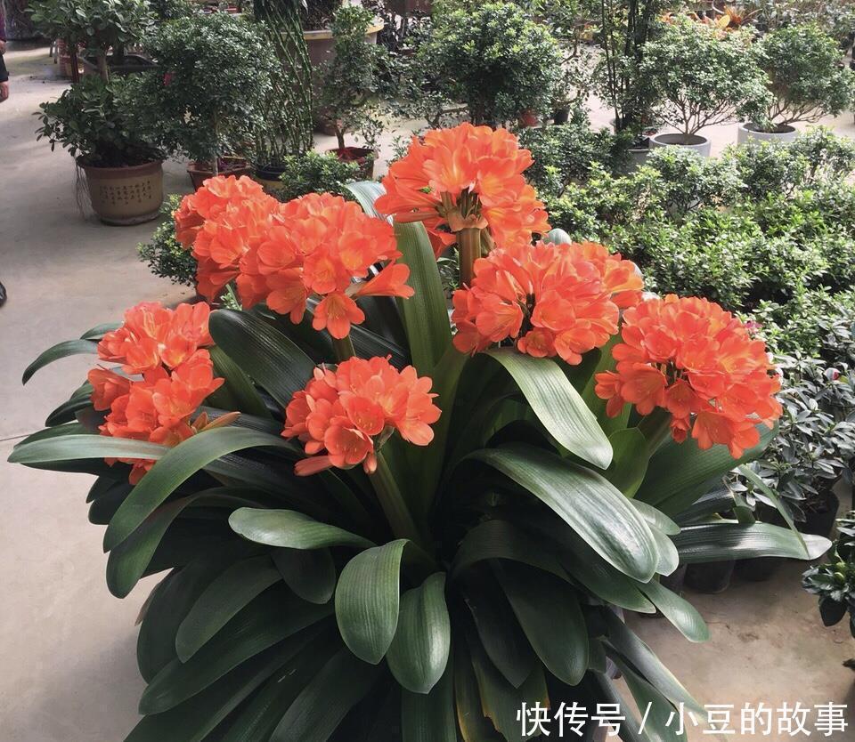 大白菜|户外挖“2种土”养花，君子兰长得像“大白菜”，茉莉花“爆盆”