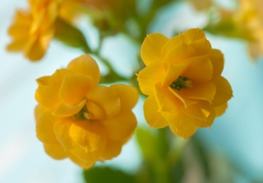 家里的长寿花没精神,一碰还掉叶,试试这些技巧,花儿美叶儿绿