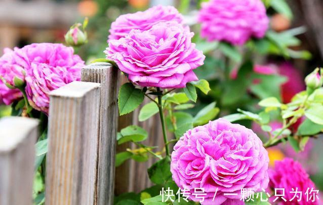 月季|冬天给这些花来剪两下,保证越长越好,再冷也冻不死