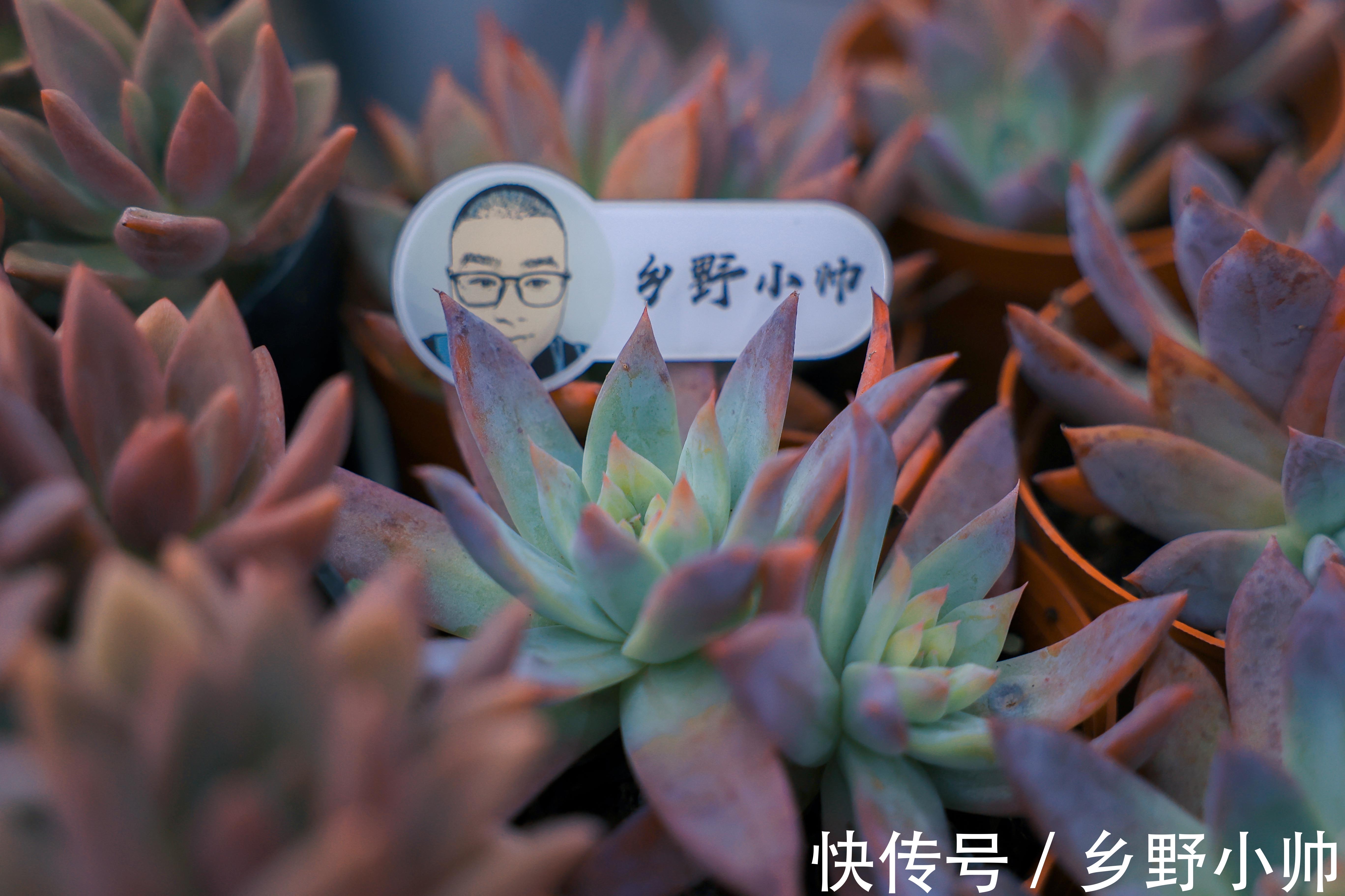 新手|让新手头疼的2种多肉常见问题终于解决了，快来听听小帅怎么说