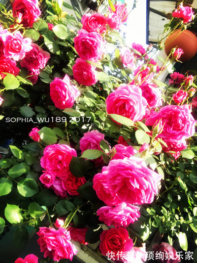 花仙子的阳台,30多种月季如瀑布,路人都停下来观望,太美了