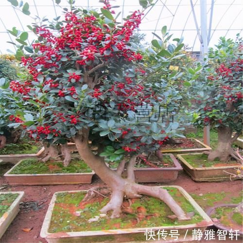 观叶|枸骨是制作盆景的好素材，集观形、观叶、观果于一身，还很好养活