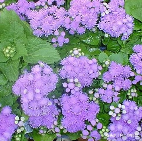 芳香|此花花姿妖娆，紫色的花朵散发着沁人心脾的芳香，令人心旷神怡