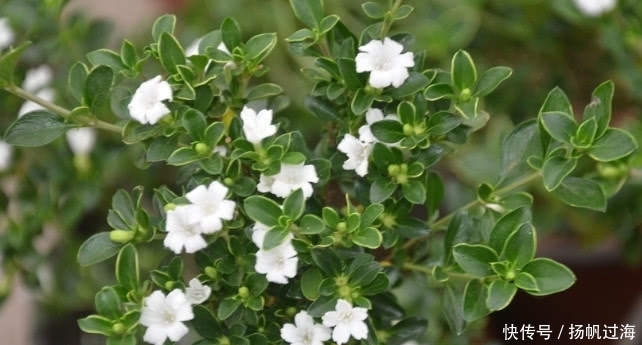 老年|农村这种植物一身是宝,对风湿有疗效,人称“白马骨”,你见过没