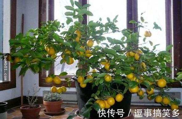 家里养盆金桔，枝头挂满“黄金果”，寓意还好！