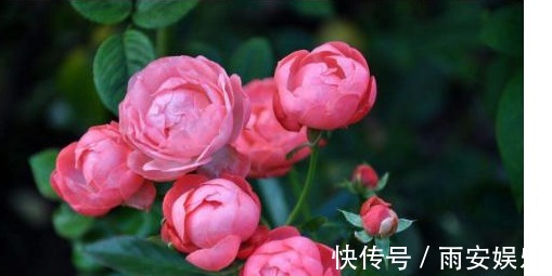 营养物质|以下“神仙水”给月季喝一点，叶子绿油油、花苞挂满枝！