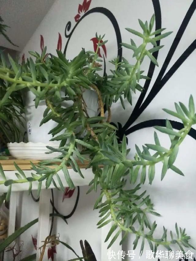 夏天养花,这个地方千万别摆,否则3天死翘翘