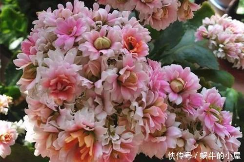 人养花，花也养人，摆上三种花，寓意好颜值好，对身心健康有好处