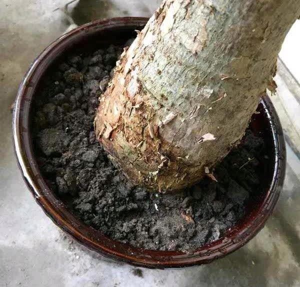 这5种花，开春翻盆很重要，一整年不烂根，绿叶多开花多