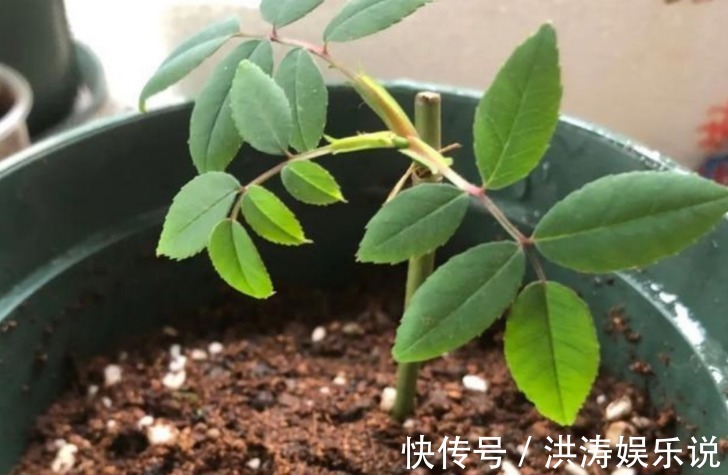 枝条|扦插好方法养花繁殖下一代,试试这3招,简单好使