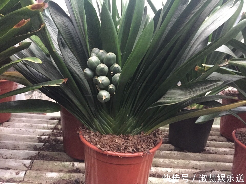 油渣|君子兰吃点“大补肥”,蹭蹭直冒“网格叶”,根系就像大白菜