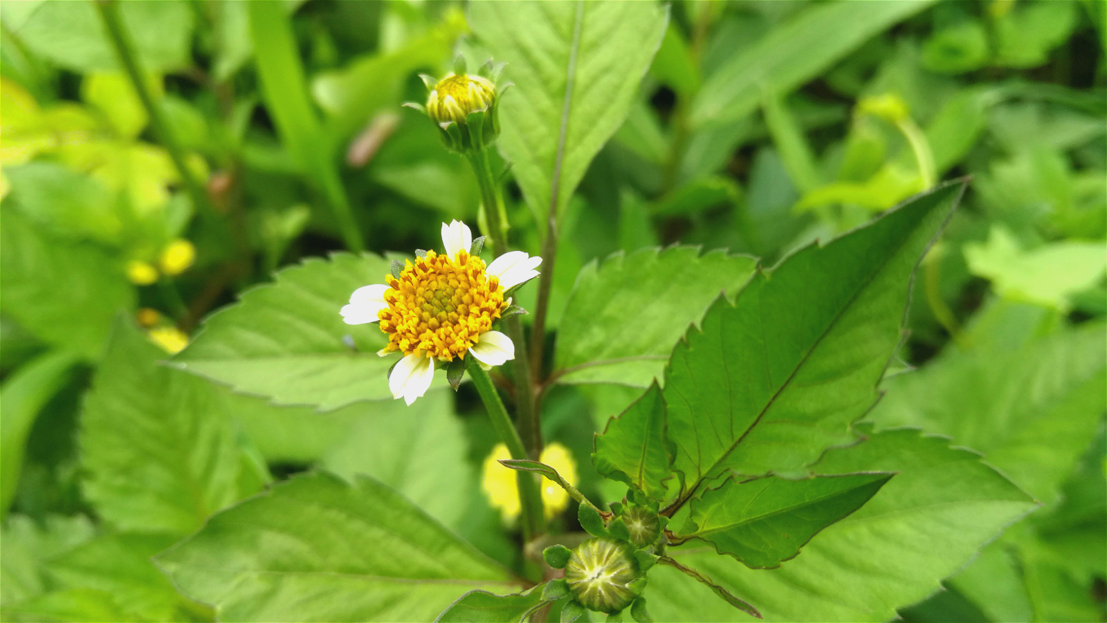 果实|农村有种“鬼不缠”的植物，是流落民间的中药材，小时候当暗器