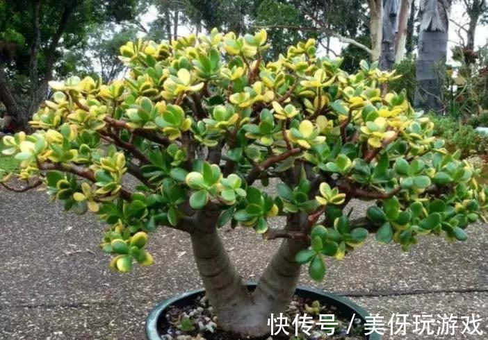 会不会养花看玉树就知道,叶片黄又软,都是步入了此几个误区