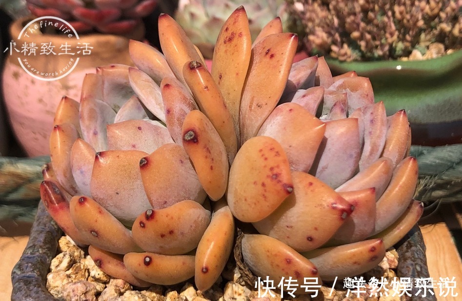 园土|养多肉,新手觉得难,原来是好心办坏事,犯了5个误区