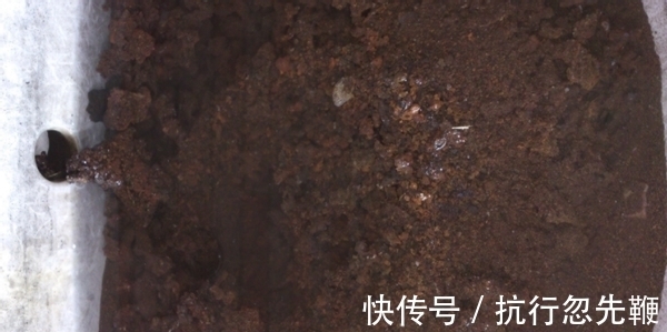 4个养花好介质,便宜又实用,盆栽什么植物都能用