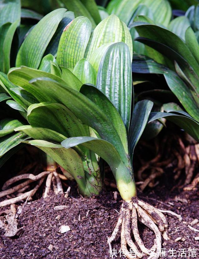 花盆|君子兰有“6忌”,难怪越养越“糟糕”,新手看了可规避