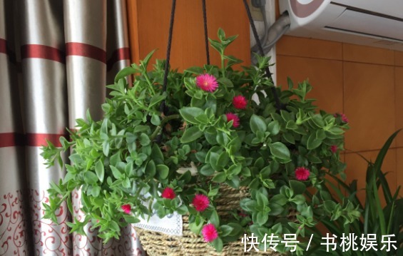 花盆|4种容易爆盆的花，吊起来养更合适，开花非常美