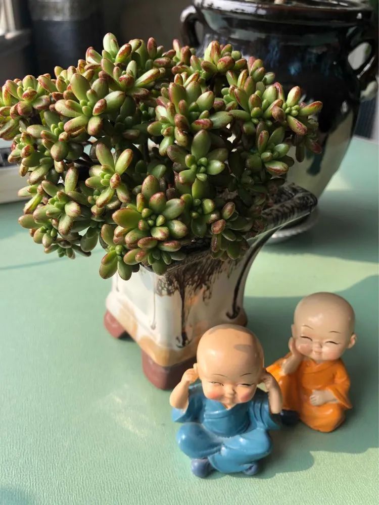 陪伴过我的都是心头肉！多肉陪我一路向前！