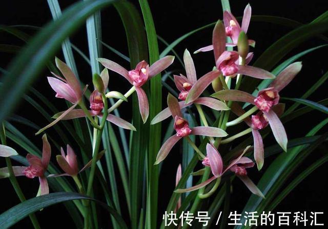 秘诀|建兰是她的软肋,失败了五次,终于掌握了催花秘诀,其实很简单