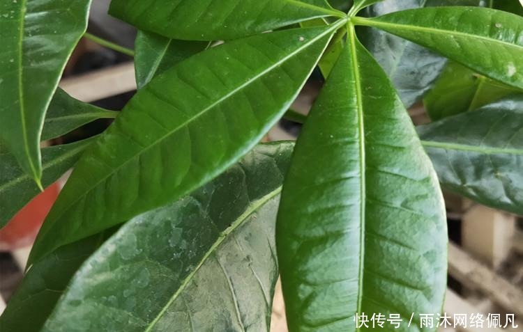 家养发财树,学会这“3件事”,轻松养得旺,叶片油绿