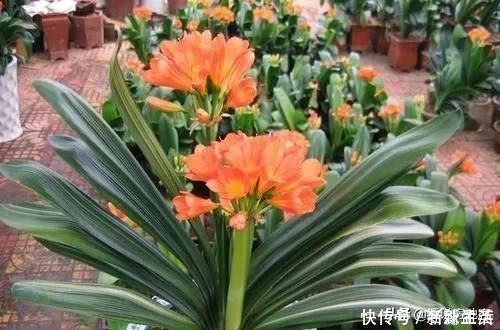 花盆|这种过期药片扔花盆里，不管多蔫的花一个劲疯长，不黄叶不烂根