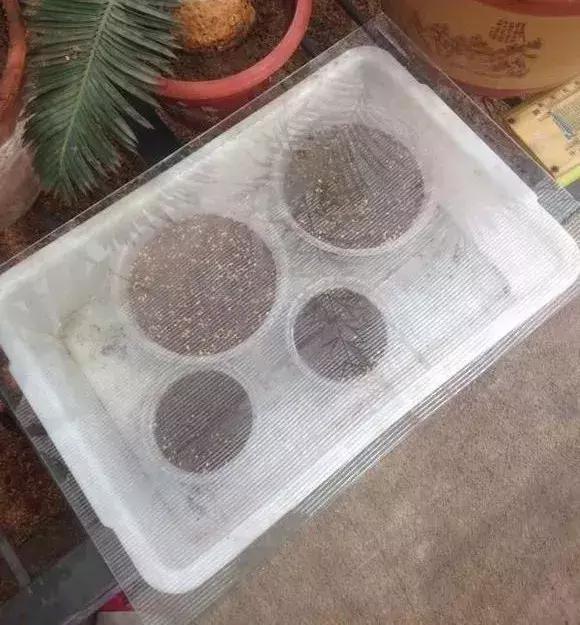 煤渣|什么腐叶土、营养土,比不上“一窝煤”,养花不烂根,易爆盆!