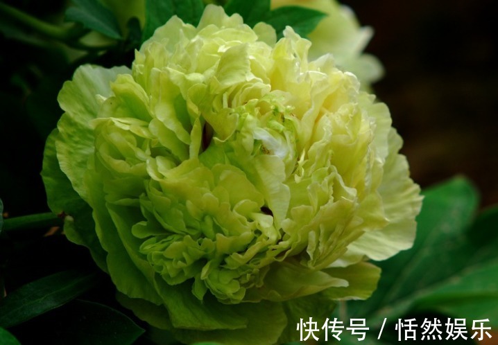 花草匠|养花就养“它”，花如绣球，色如青豆，国色天香，是牡丹花中珍品