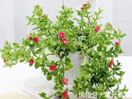 花色|八种以牡丹命名的花卉，开花鲜艳漂亮，颜值高，值得养