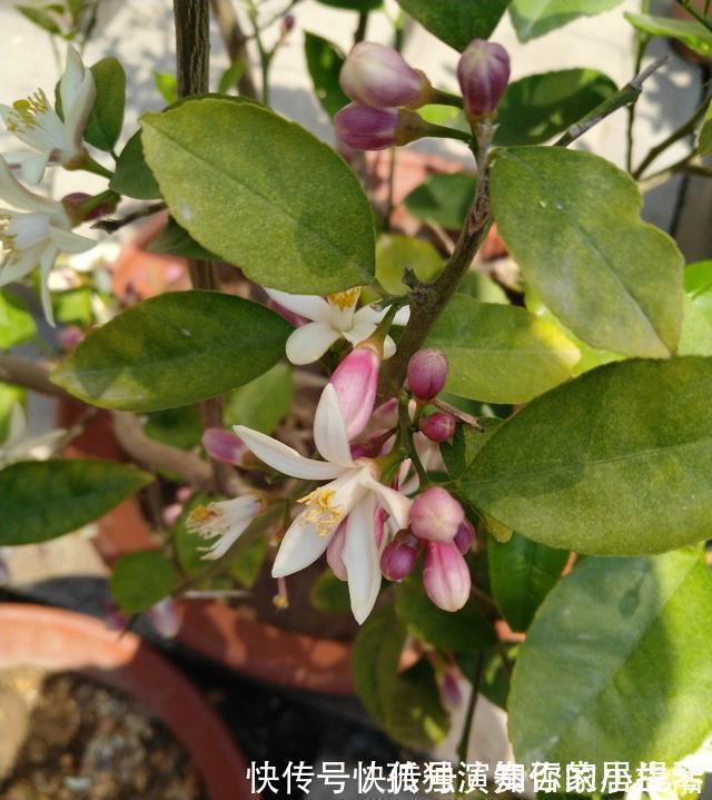 果树|3种“养人树”,漂亮有香味,能吃能观赏,建议至少养一种
