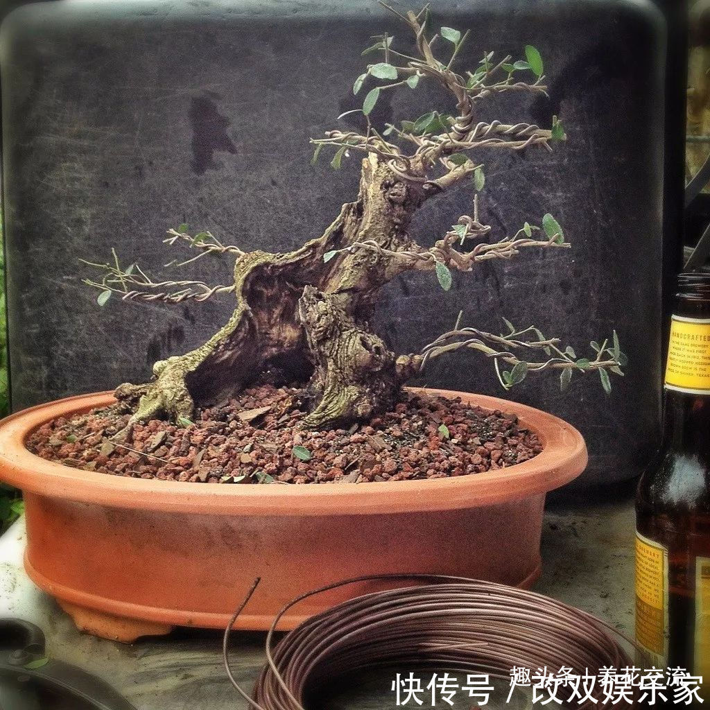 养几年的盆景植物在早春的时候没有移栽，那真是亏大了